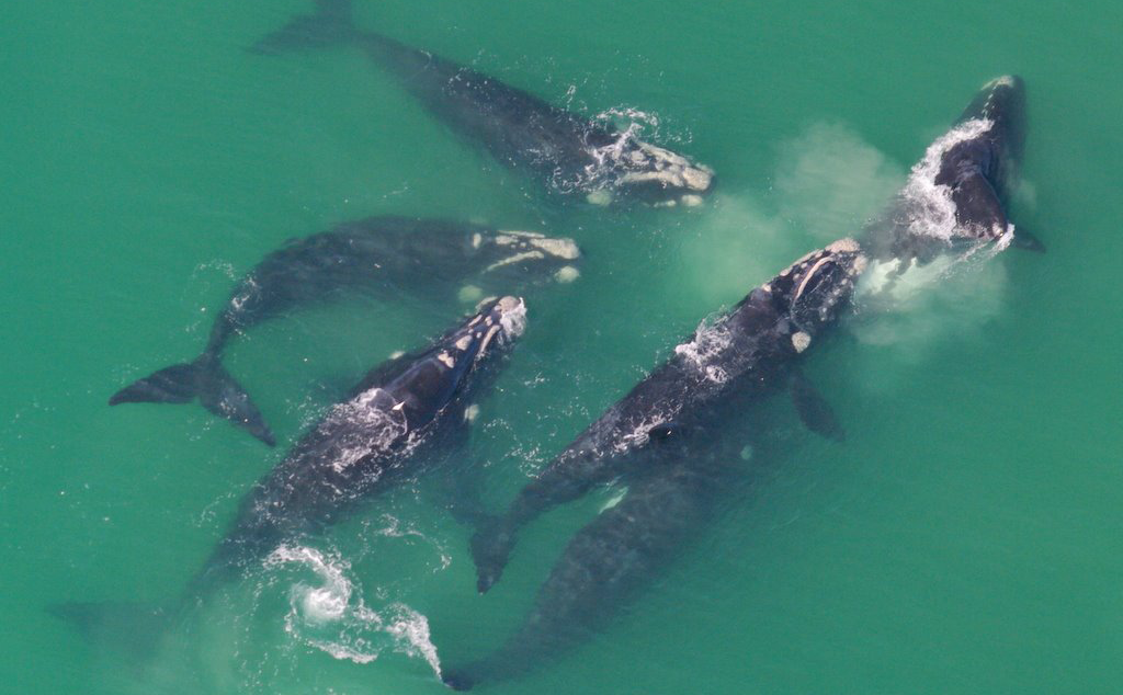 Southern Right Mother and Brindle Calf Image courtesy of African Wings