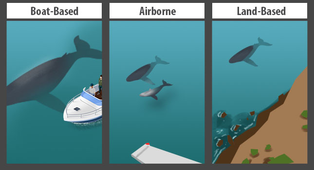 Different ways of viewing Southern Right Whales in Hermanus