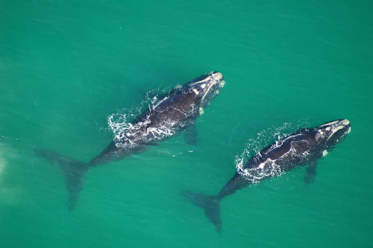 Southern Right Whales in Hermanus