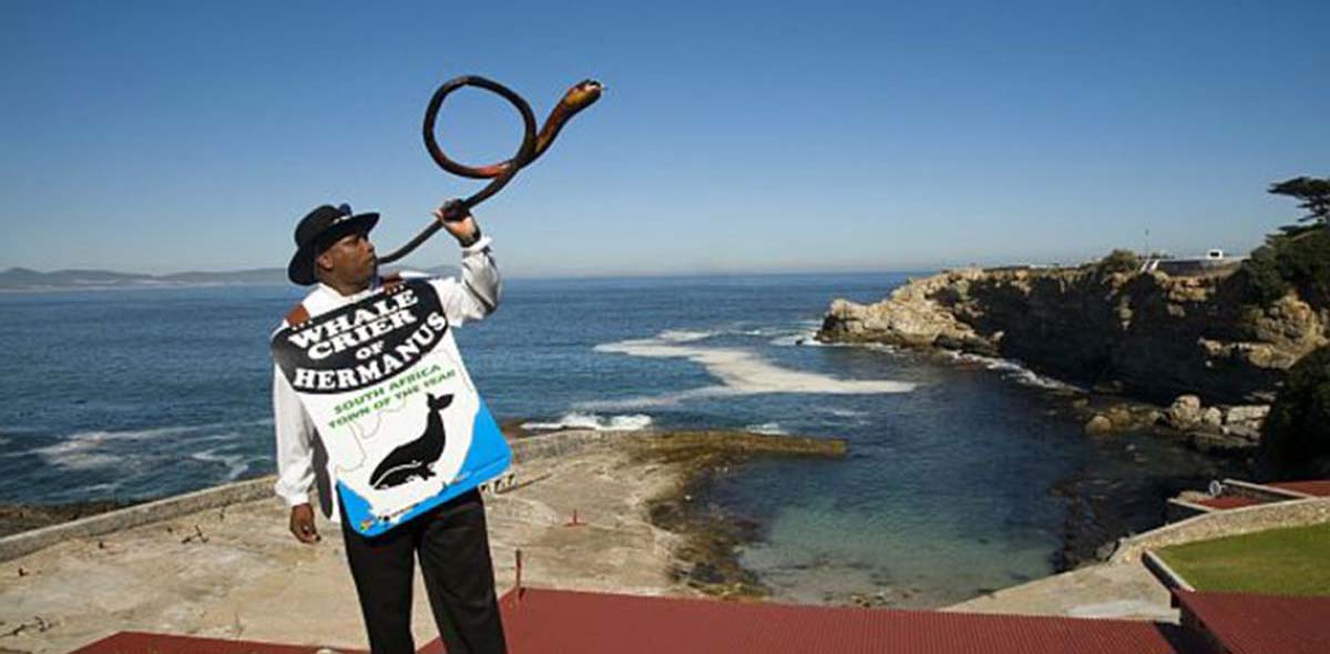 The Hermanus Whale Crier