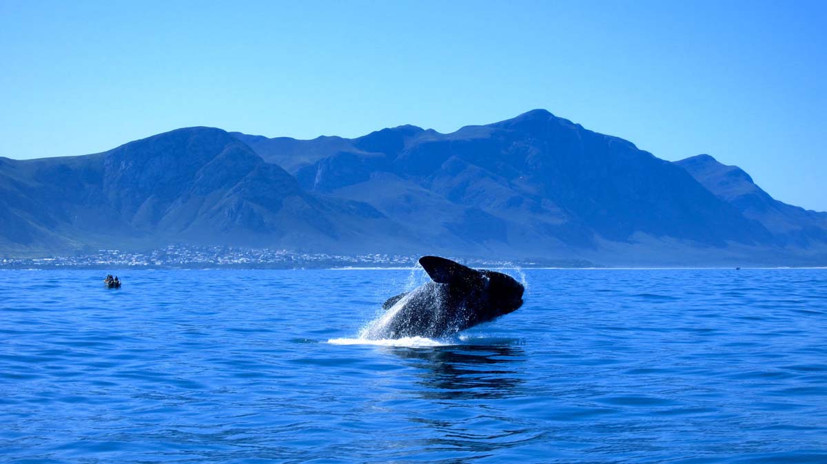 Southern Right Whales visit Walker Bay Marine Reserve