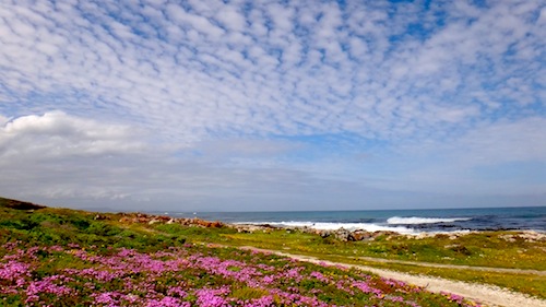 Landscape photo of Fynbos and beach