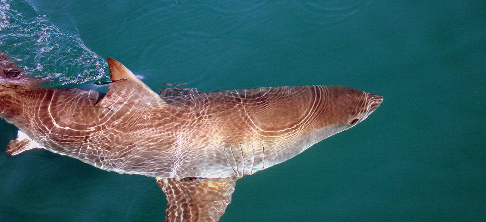 Gansbaai, the Great White Shark Capital of the World!