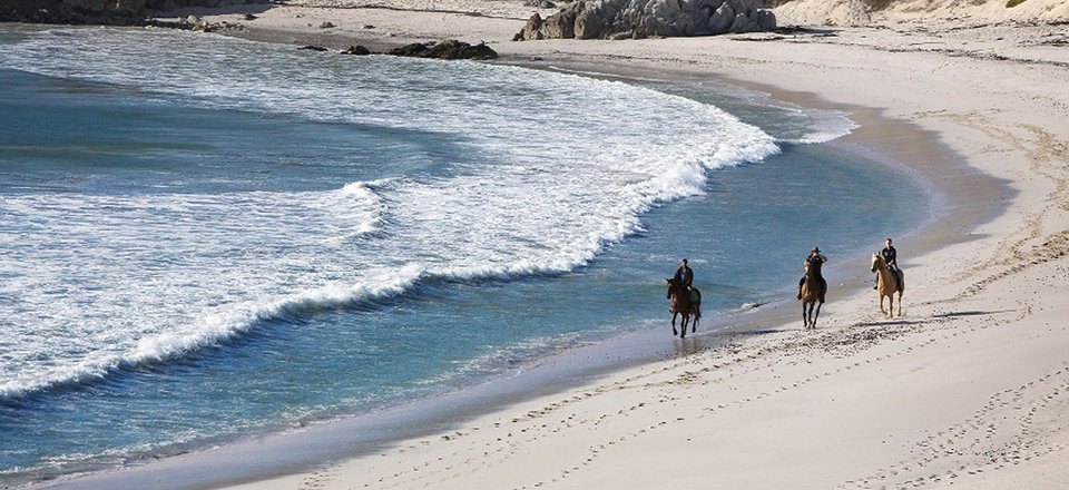 Enjoy Horse Riding Adventures in Gansbaai