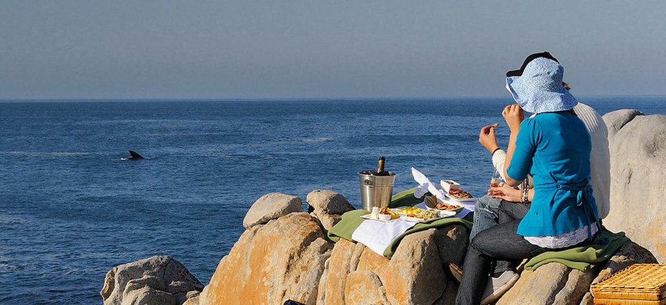 Gansbaai is home to the Best Land Based Whale Watching