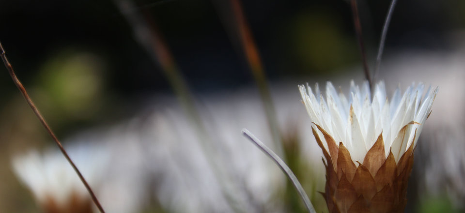 Walk the Winding Paths through Hills of Fynbos