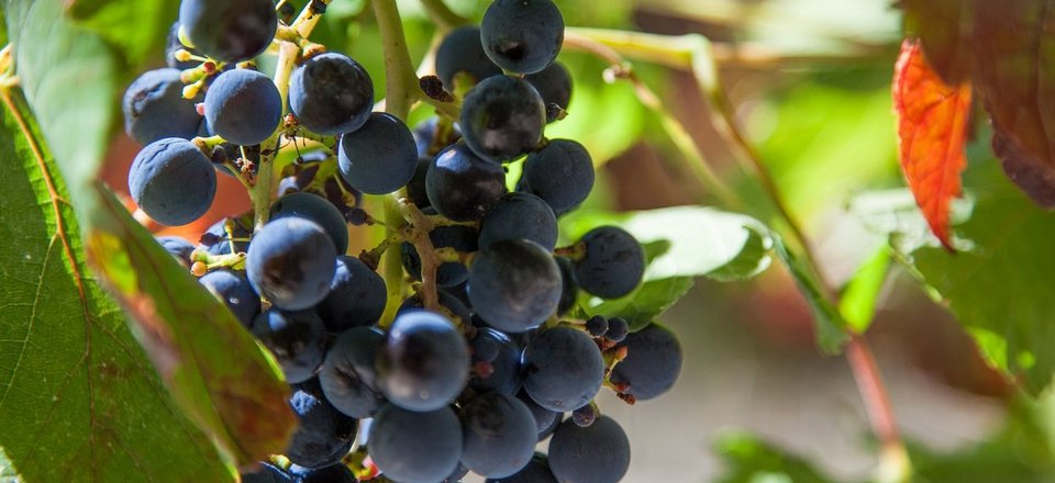 Taste the Sweet Nectar of Nature