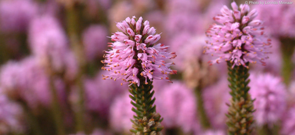Explore the Rich Biodiversity of the Heuningberg Nature Reserve