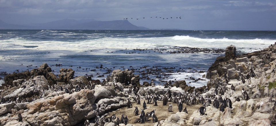 Home to the African Penguins at Stony Point