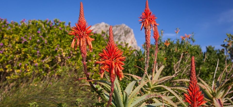 Within the Kogelberg Biosphere Reserve