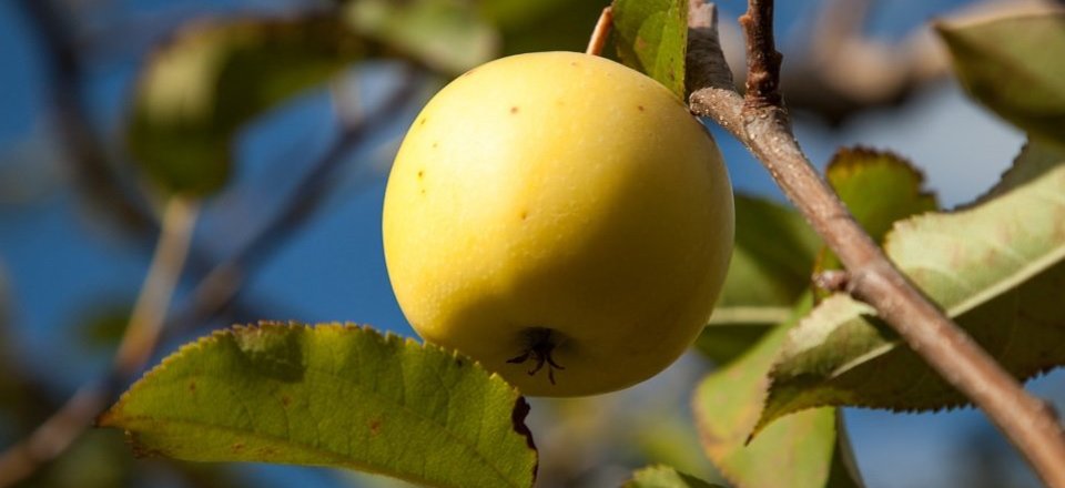 Where the Fruits of Nature are Celebrated