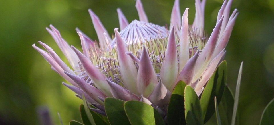 Home to the World-Renowned Wildflower Gardens