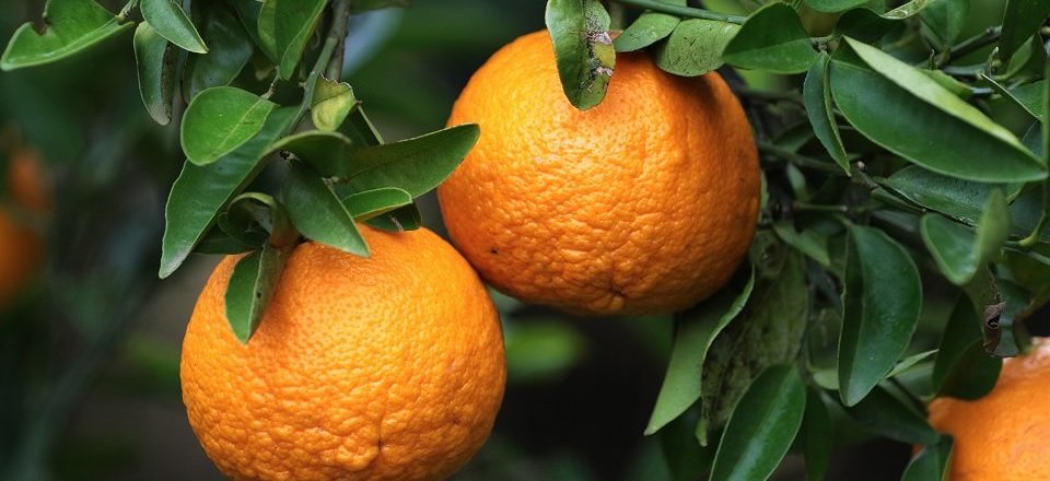 Swellendam: A Thriving Agricultural Industry