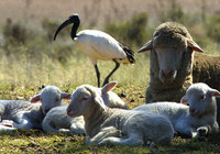 KockMDSheepGreyton-9_high_res