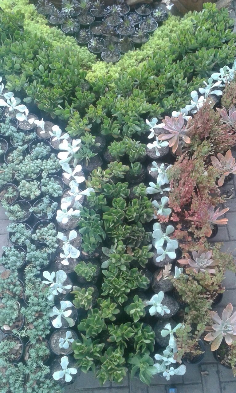 Fiore Garden Centre,  Restaurant and Accommodation