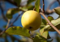 Grabouw-Elgin-Valley-Nearby