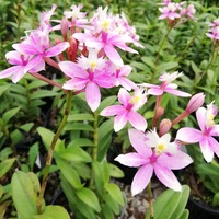 Eikenhoff Orchid Nursery