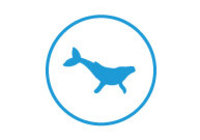 Whale Watching in Gansbaai