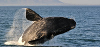 Cape Whale Coast