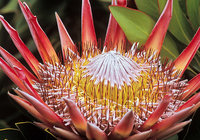 Fernkloof king-protea-of-the-cape-floral-kingdom-LR