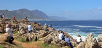Hermanus Whale Watching
