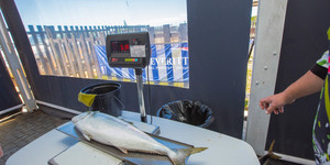 Weigh-In - Chas Everitt Cape Agulhas - Xplorioâ„¢ Agulhas