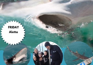 Next Marine Dynamics Shark Cage Diving Trip: 06 January 2023