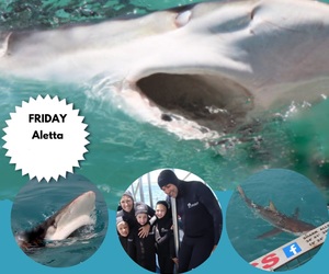 Next Marine Dynamics Shark Cage Diving Trip: 06 January 2023