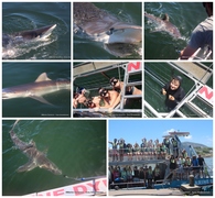 Daily Blog: 09 January 2023 | Shark Cage Diving in South Africa