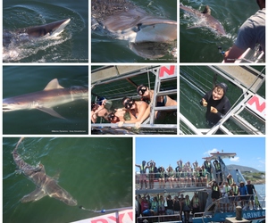 Daily Blog: 09 January 2023 | Shark Cage Diving in South Africa