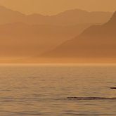  Whale in Walker Bay