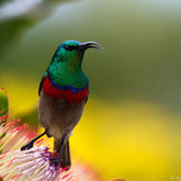  Sunbird resting on Protea