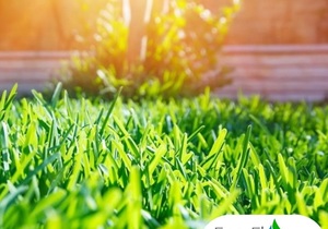 Summer Garden Care:Â Irrigation System