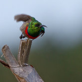 Sunbird in Flight