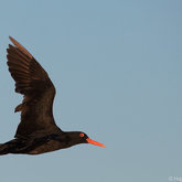  Oystercatcher in Flight