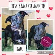 Up for Adoption:Â Belly