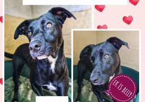 Up for Adoption:Â Belly