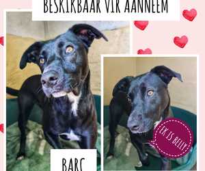 Up for Adoption:Â Belly