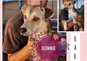 Up for Adoption: Bonnie