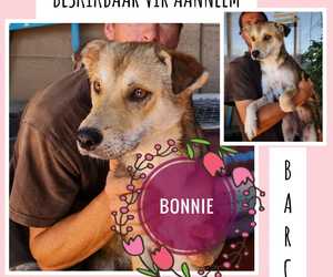Up for Adoption: Bonnie