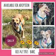 Up for Adoption:Â Sally
