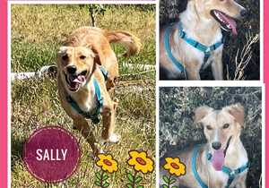 Up for Adoption:Â Sally