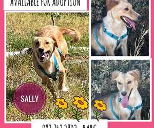 Up for Adoption:Â Sally
