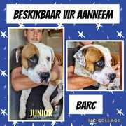 Up for Adoption:Â Junior