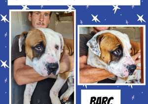 Up for Adoption:Â Junior