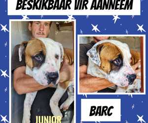 Up for Adoption:Â Junior