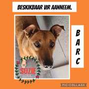 Up for Adoption:Â Suzie