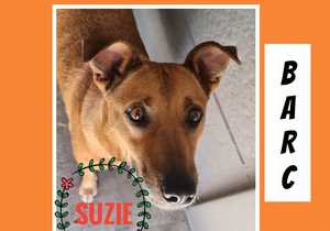Up for Adoption:Â Suzie