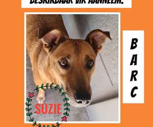 Up for Adoption:Â Suzie