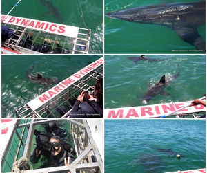 Daily Blog: 23 January 2023 | Shark Cage Diving in South Africa